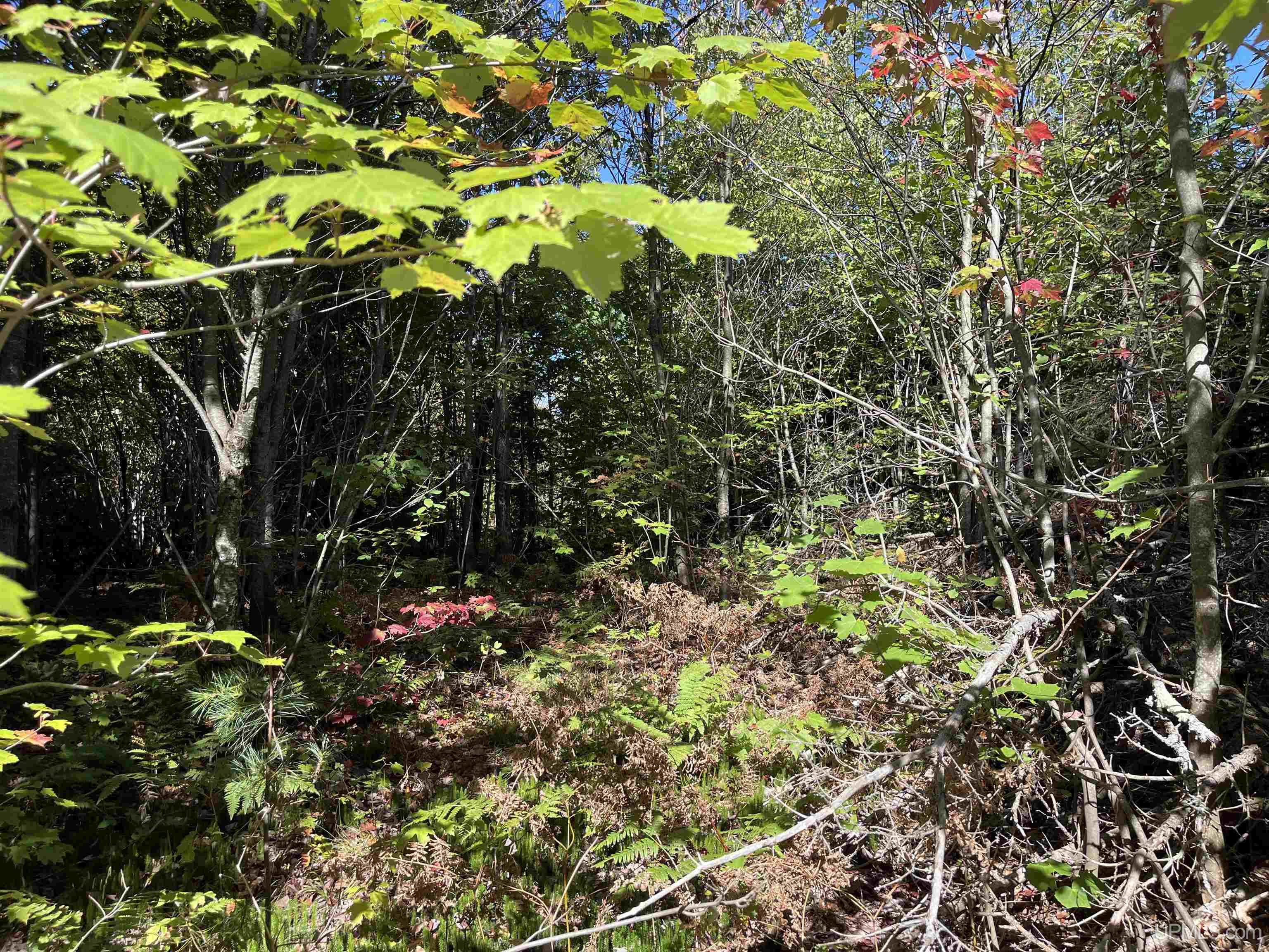 160 Acres Off H-58 Road Seney, MI 49883 - Photo 4 of 26