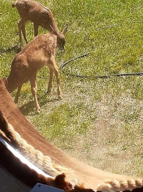 150 Rattlesnake Road Glendale, OR 97442 - Photo 66 of 67 Abundant wildlife. Cute little fawns