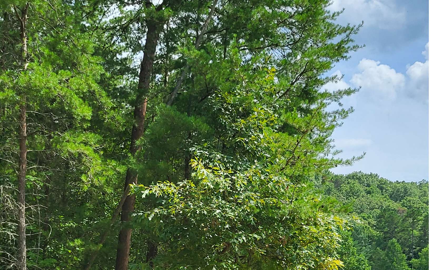 28 Spring Creek Road Blue Ridge, GA 30513 - Photo 3 of 4 Additional View