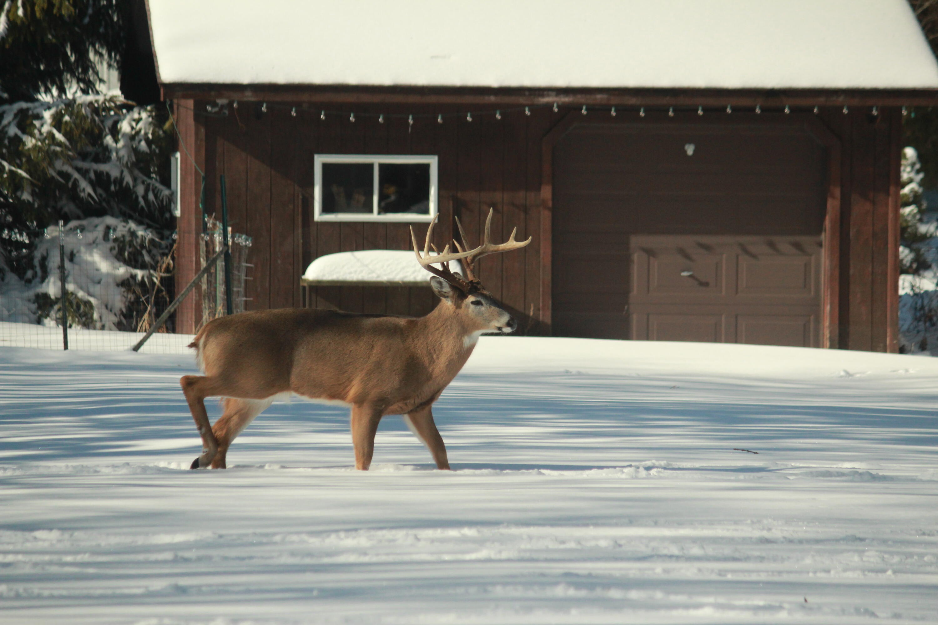 902 Lake Drive South Milwaukee, WI 53172 - Photo 44 of 53 Wildlife in Backyard