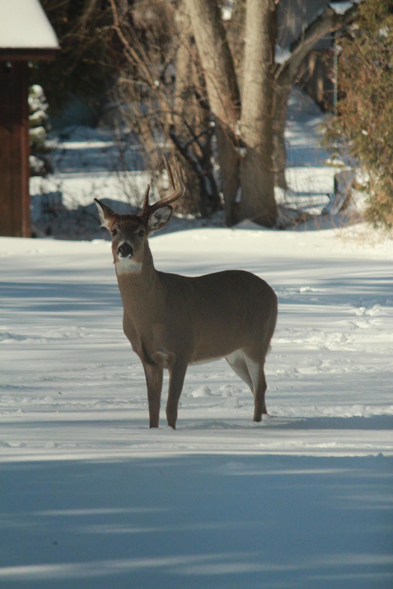 902 Lake Drive South Milwaukee, WI 53172 - Photo 45 of 53 Wildlife in Backyard