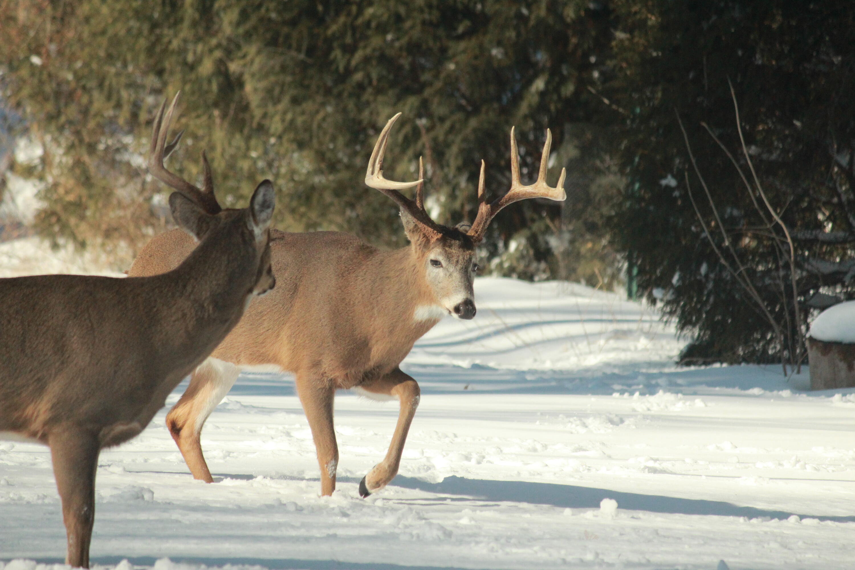 902 Lake Drive South Milwaukee, WI 53172 - Photo 47 of 53 Wildlife in Backyard