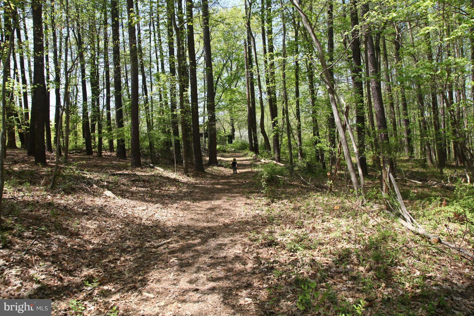 16808 Brogden Road Spencerville, MD 20868 - Photo 18 of 21 Trail to water