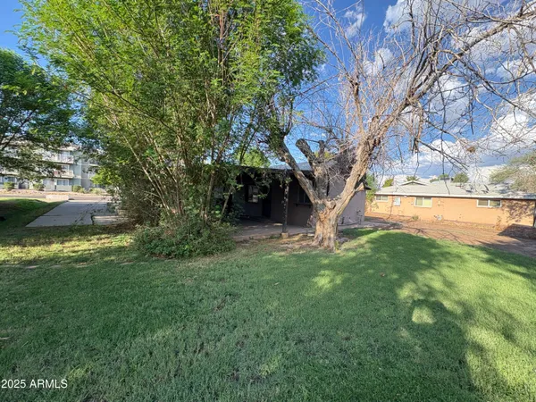 a view of a tree in front of a tree