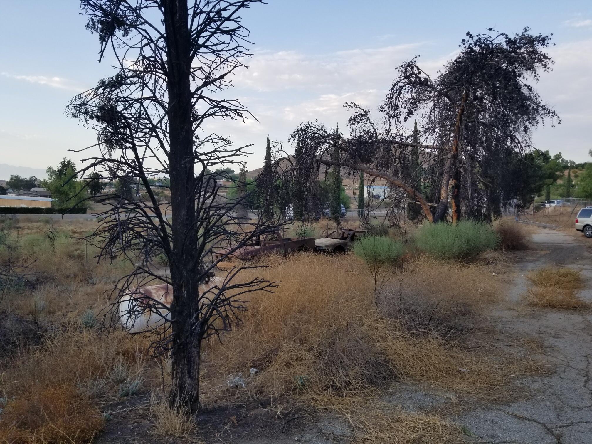 19145 Santa Rosa Mine Road Perris, CA 92570 - Photo 1 of 16 a view of a yard with a tree