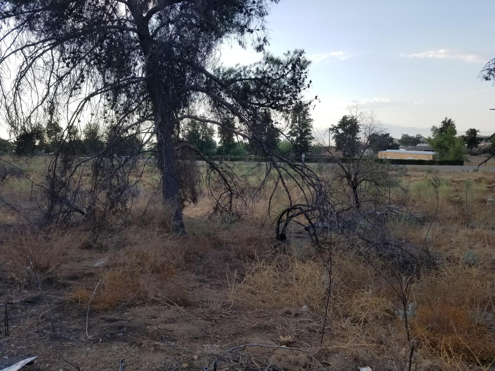 19145 Santa Rosa Mine Road Perris, CA 92570 - Photo 8 of 16 a view of a forest with trees in the background