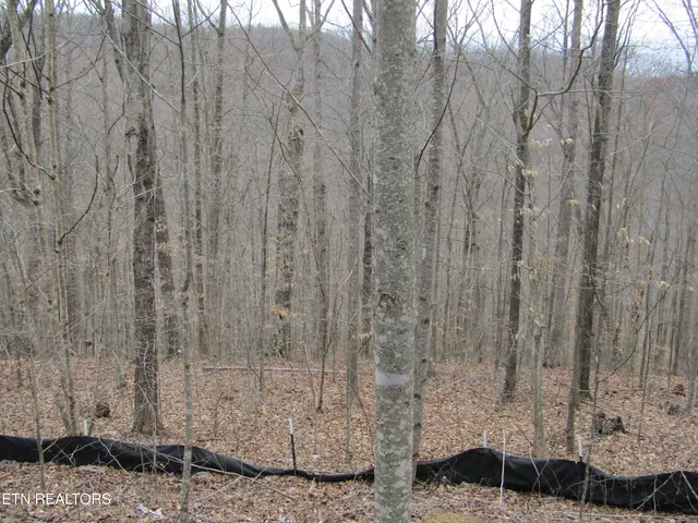 $22,000 | Lot 60 West Bobcat Lane, Wilder, TN 38589