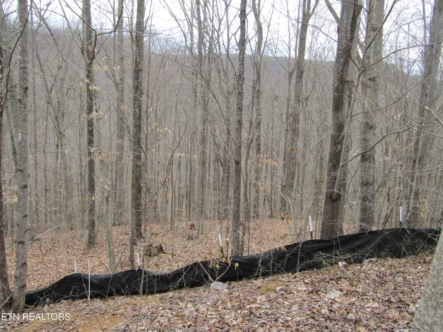 $22,000 | Lot 60 West Bobcat Lane, Wilder, TN 38589