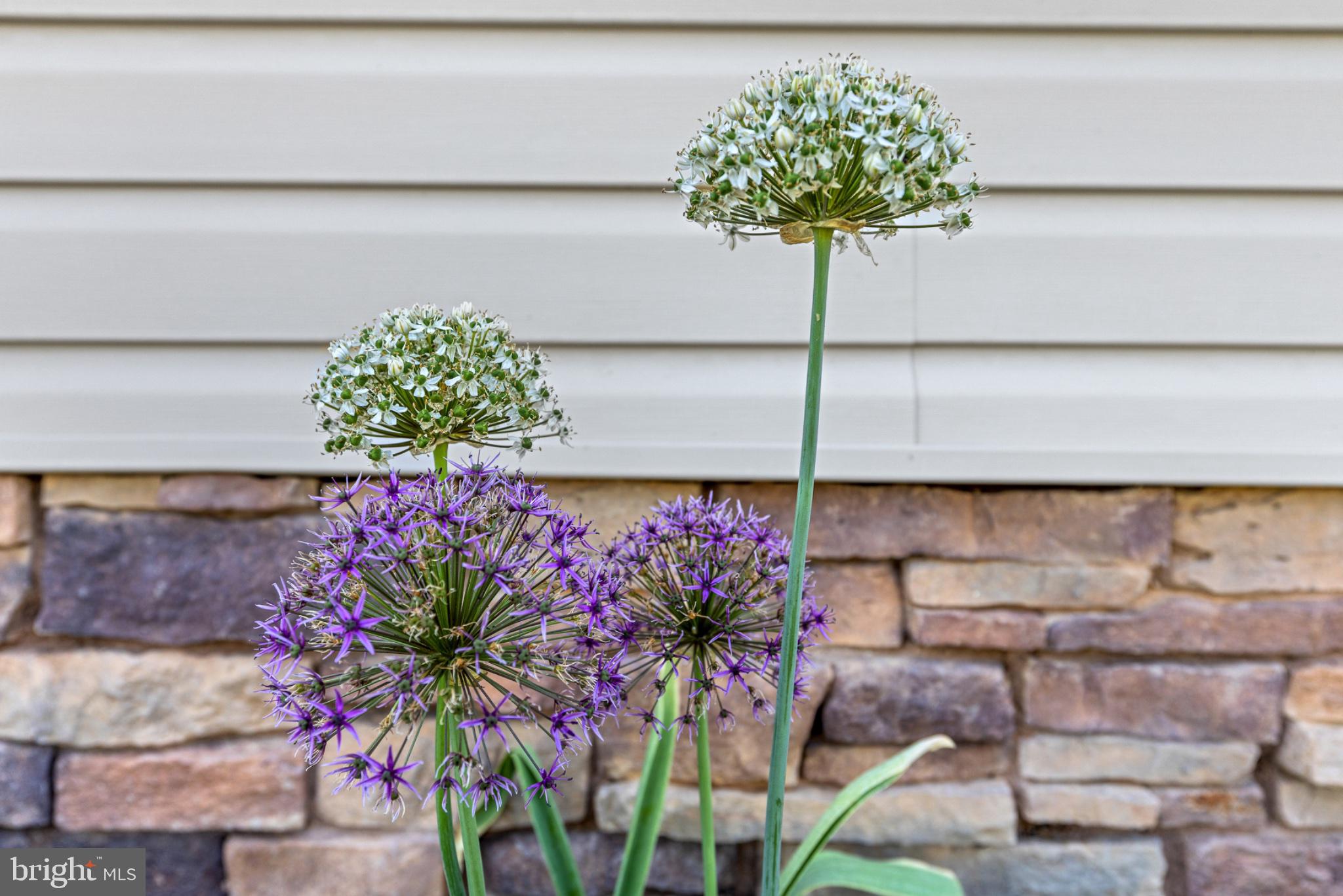 1523 Bowie Road Colonial Beach, VA 22443 - Photo 3 of 34 Vibrant blooms against stone backdrop.