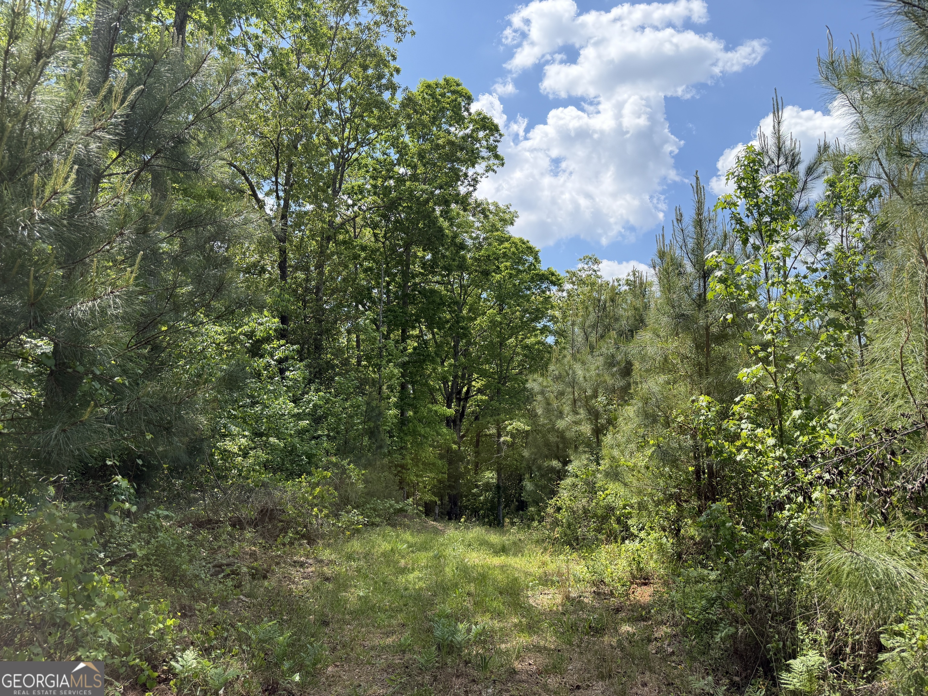 77 George Milling Road Cuthbert, GA 39840 - Photo 2 of 11