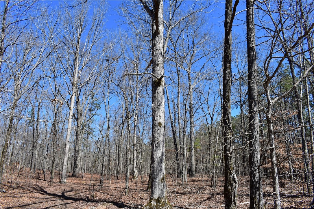 0 Oaks Chapel Road Goodwater, AL 35072 - Photo 10 of 19 Gallery Image 10