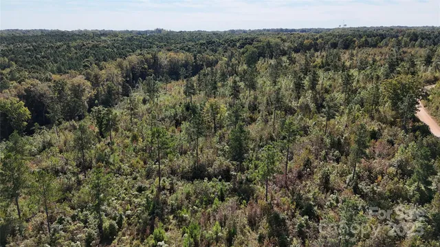 a view of a forest with a street
