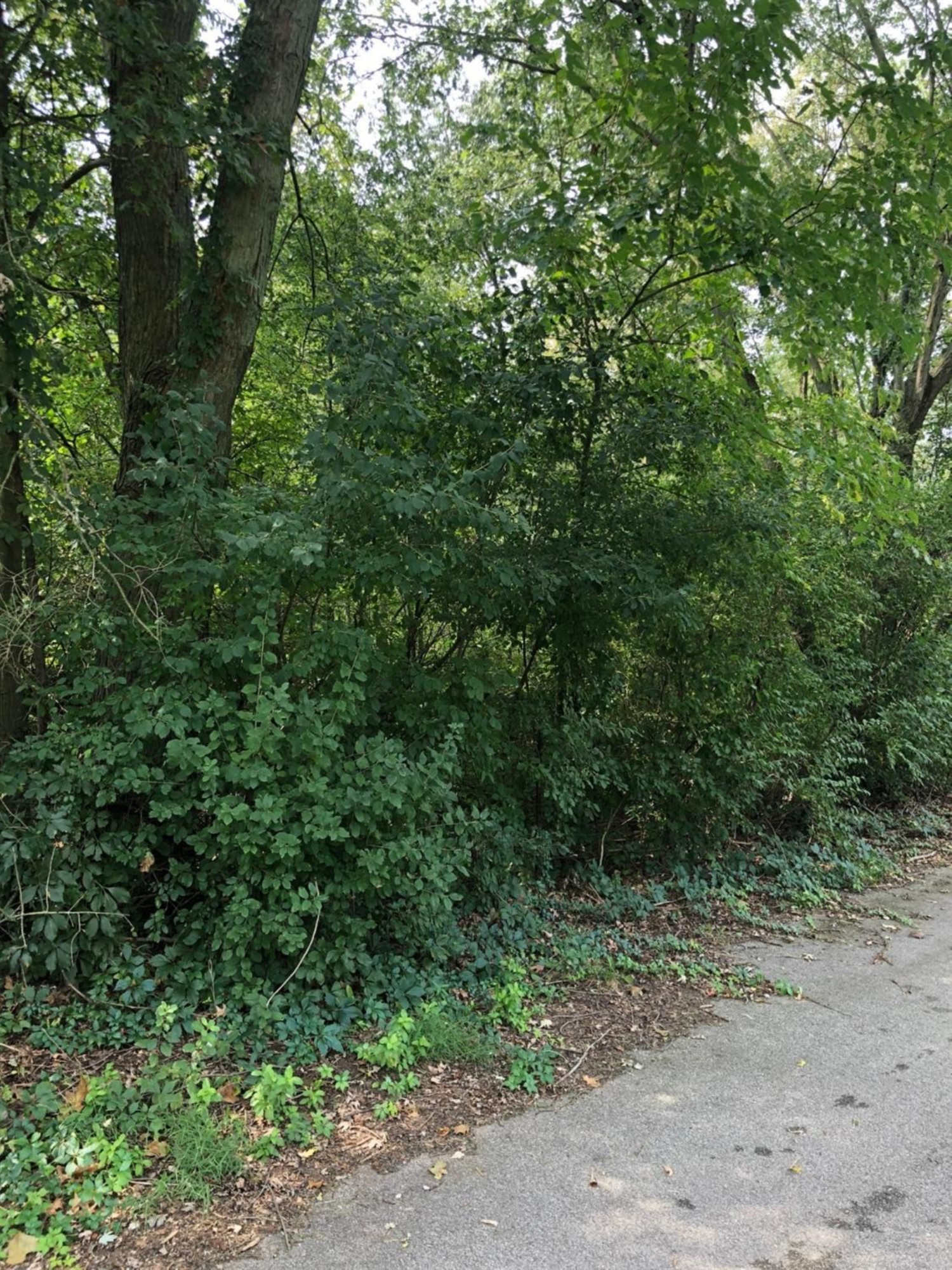 a view of a forest with trees in the background