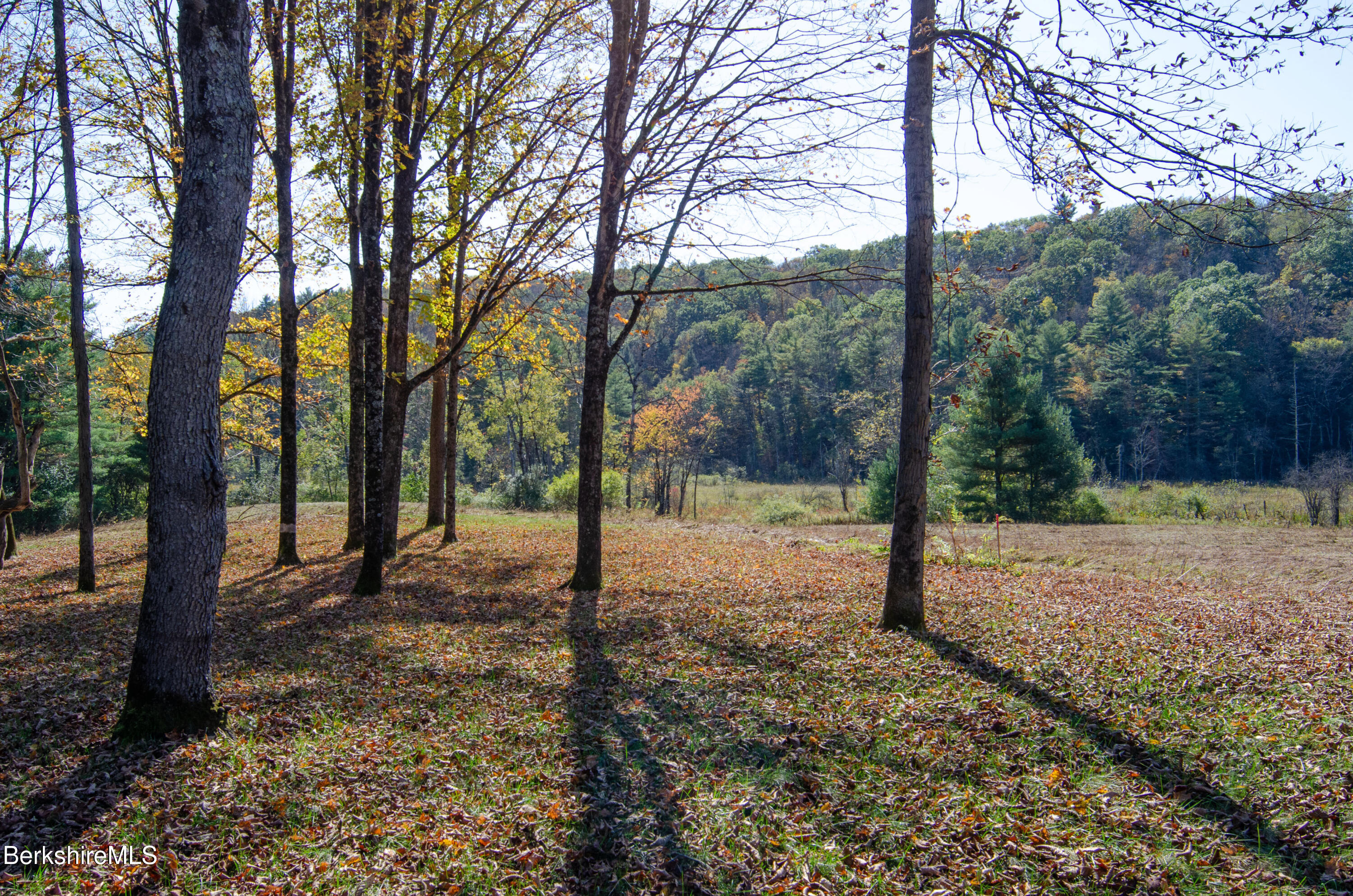 88 Great Barrington Road West Stockbridge, MA 01266 - Photo 8 of 10 a view of a forest with trees