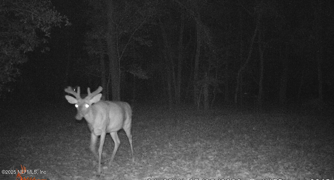 1540 Baden Powell Road Hawthorne, FL 32640 - Photo 43 of 48 IMG_4771