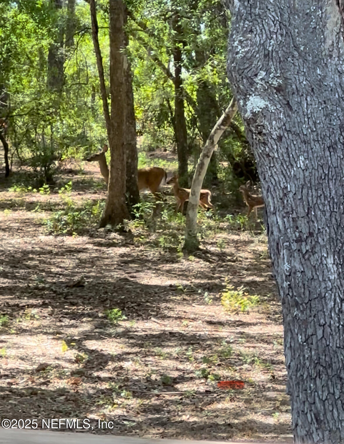 1540 Baden Powell Road Hawthorne, FL 32640 - Photo 44 of 48 IMG_4770