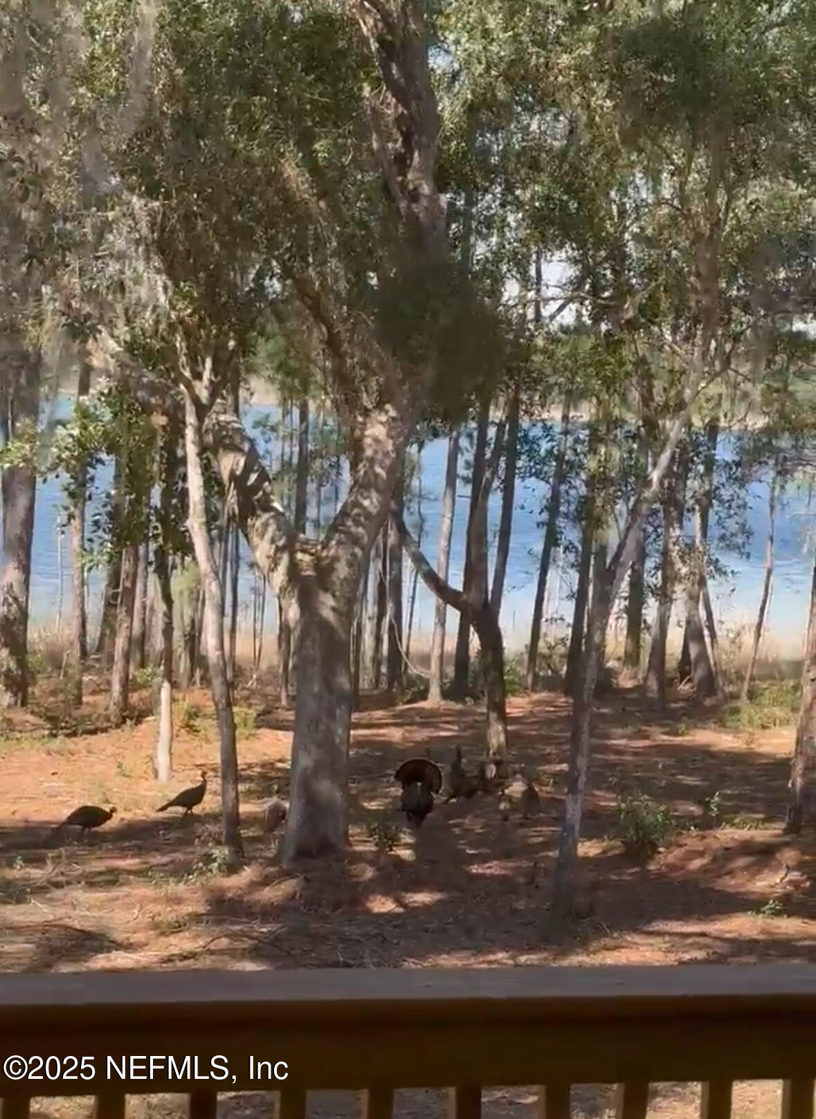 1540 Baden Powell Road Hawthorne, FL 32640 - Photo 45 of 48 IMG_4773