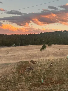 a view of a backyard of a house