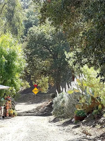 a view of a trees in a yard