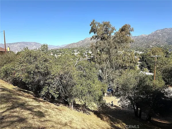a view of a large tree