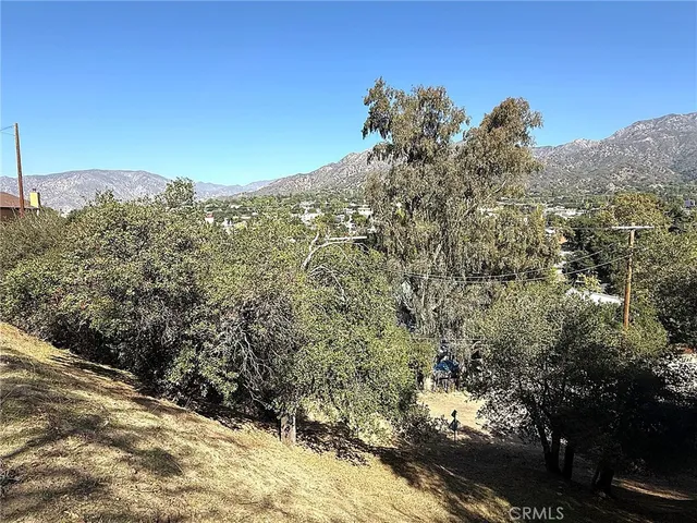 a view of a large tree
