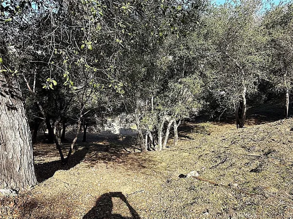 a view of outdoor space yard and tree