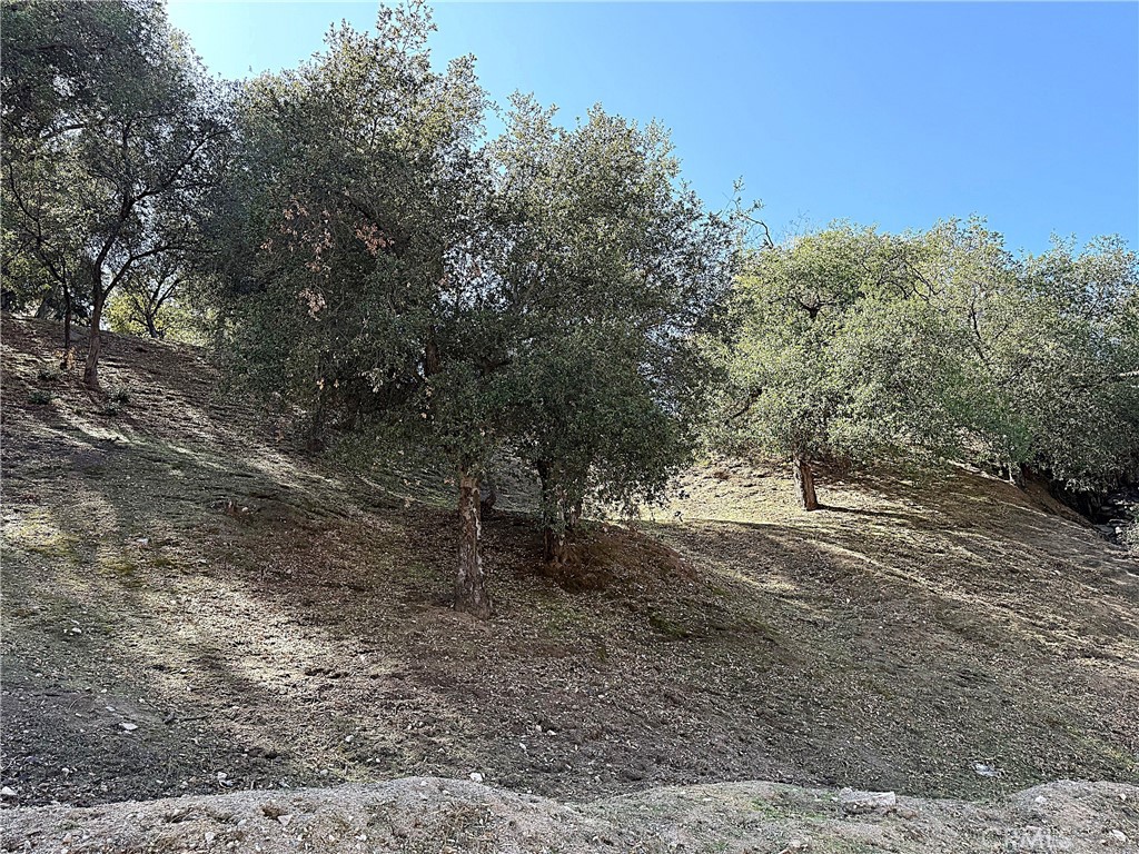 0 High Cliff Trail Tujunga, CA 91042 - Photo 2 of 19 a view of a yard with large trees