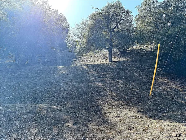 a view of a yard with plants and trees