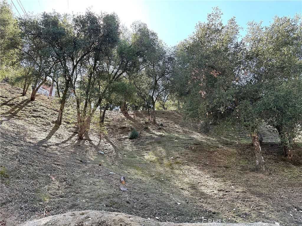 0 High Cliff Trail Tujunga, CA 91042 - Photo 9 of 19 a view of a yard with a tree