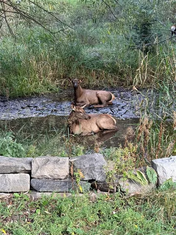 $650,000 | 5211 Parmalee Gulch Road, Indian Hills, CO 80454