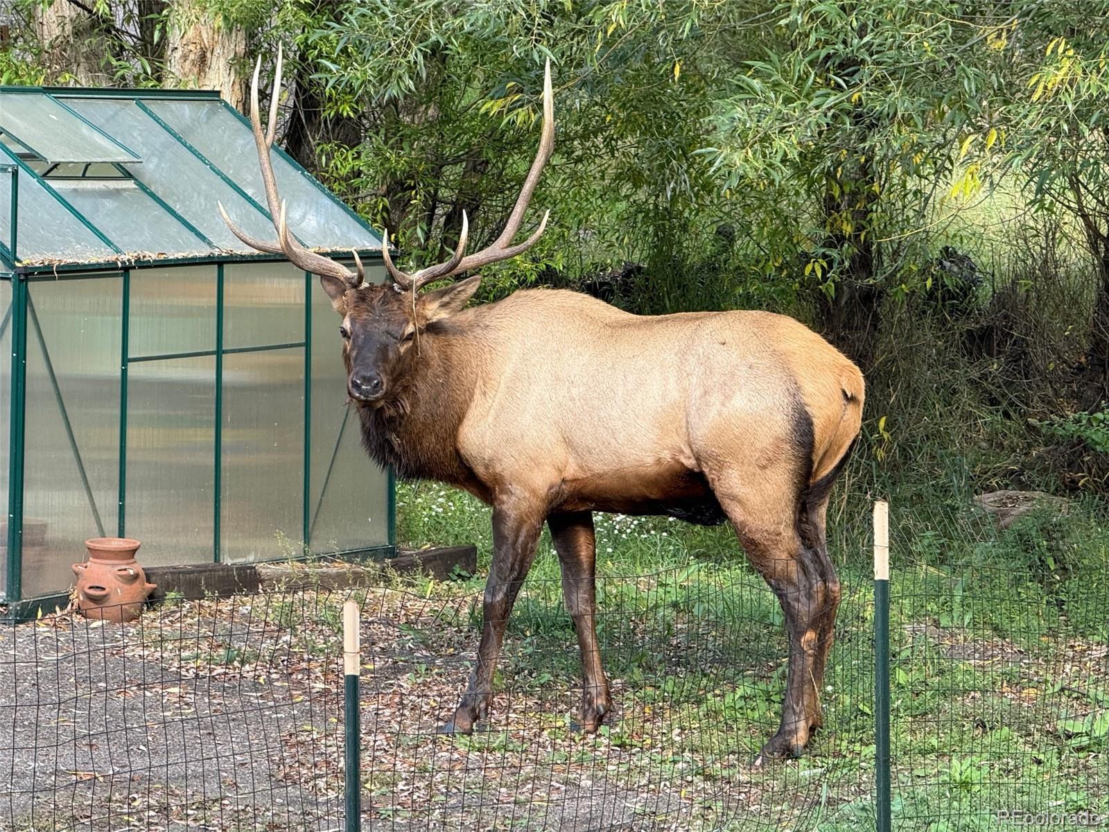 5211 Parmalee Gulch Road Indian Hills, CO 80454 - Photo 43 of 43 a view of a yard