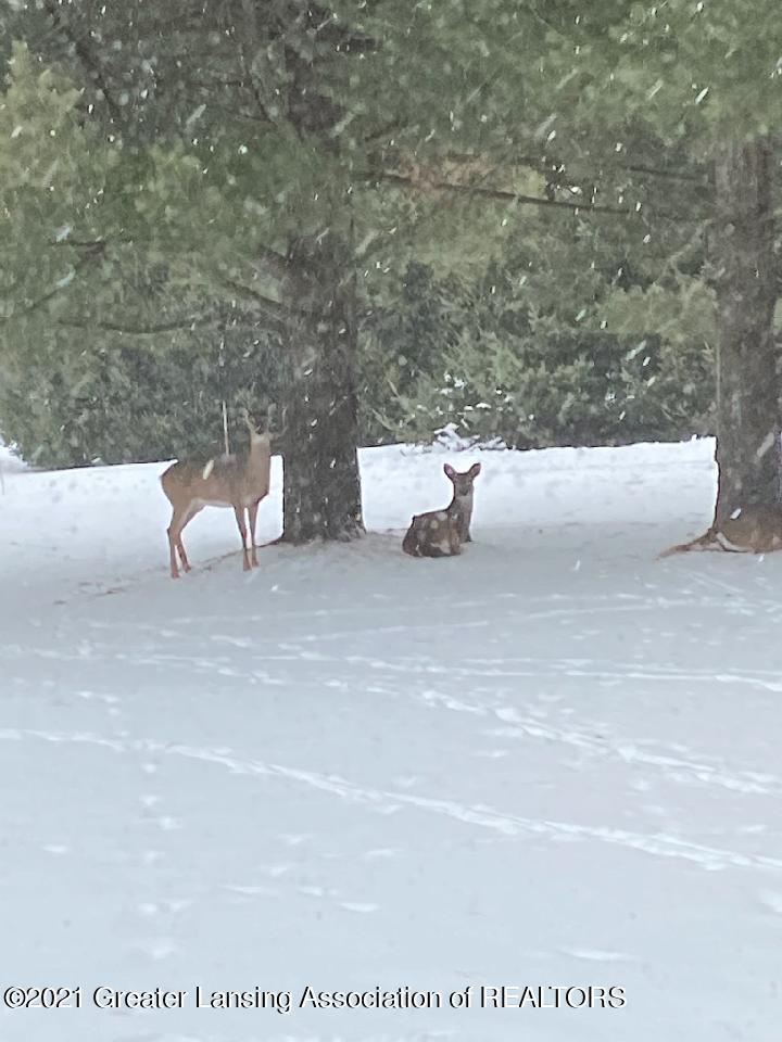 7677 Lyons Road Portland, MI 48875 - Photo 35 of 45 Wildlife