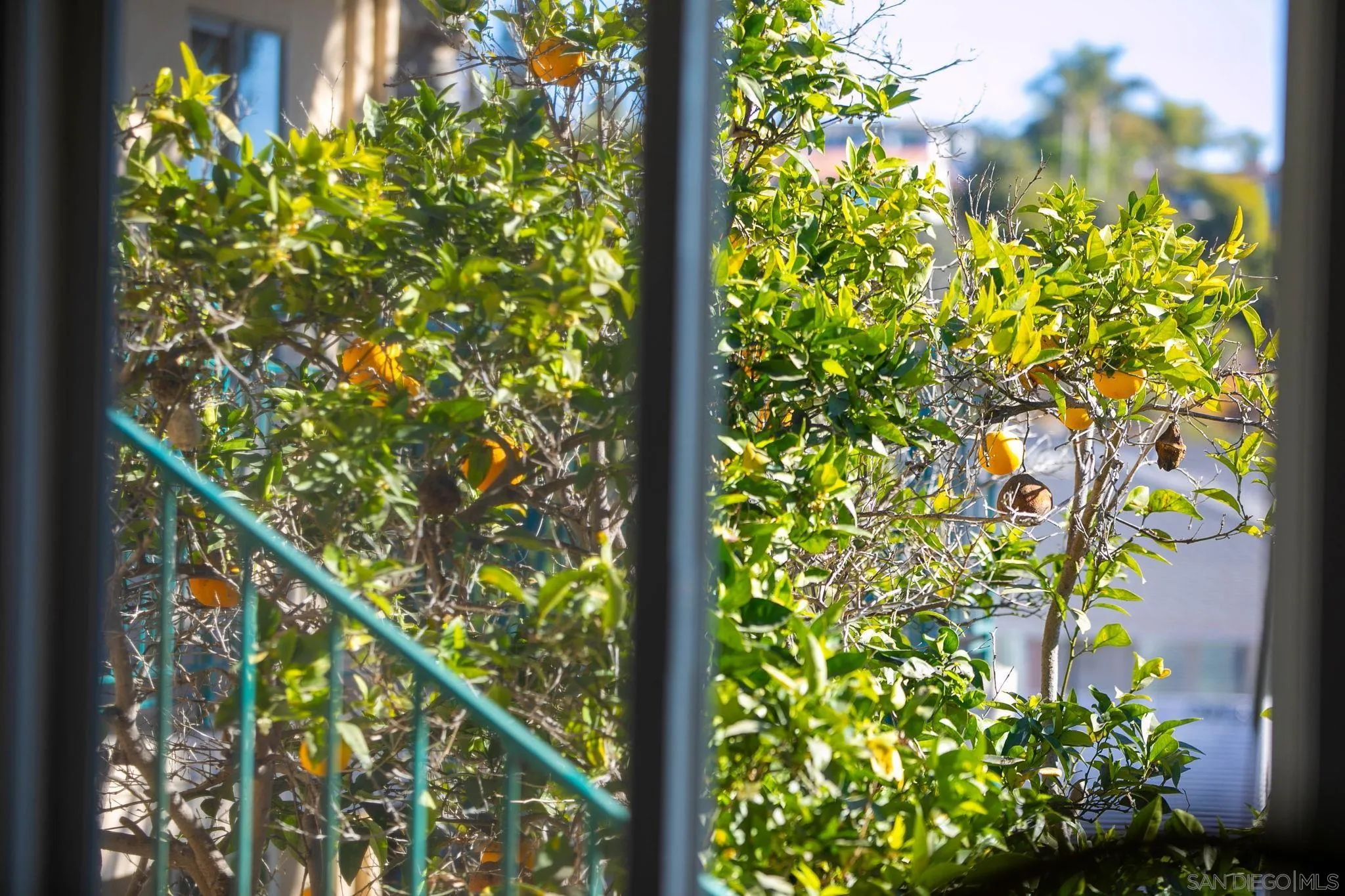 210 A Street, Unit 11 Encinitas, CA 92024 - Photo 16 of 49 a view of a garden