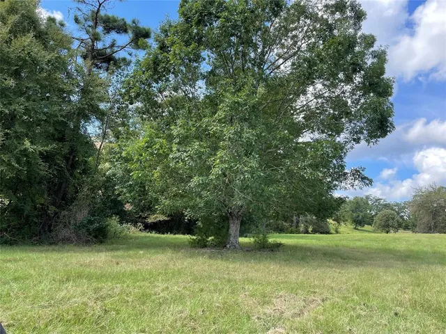 a view of a trees in a yard