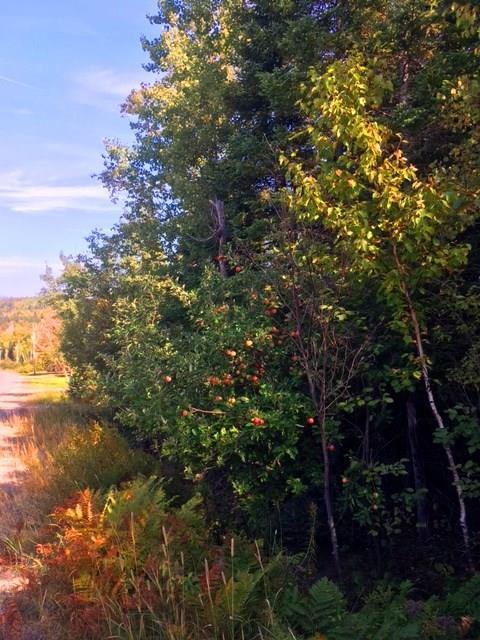 65A Dallas Hill Road Dallas Plt, ME 04970 - Photo 2 of 15 Photo