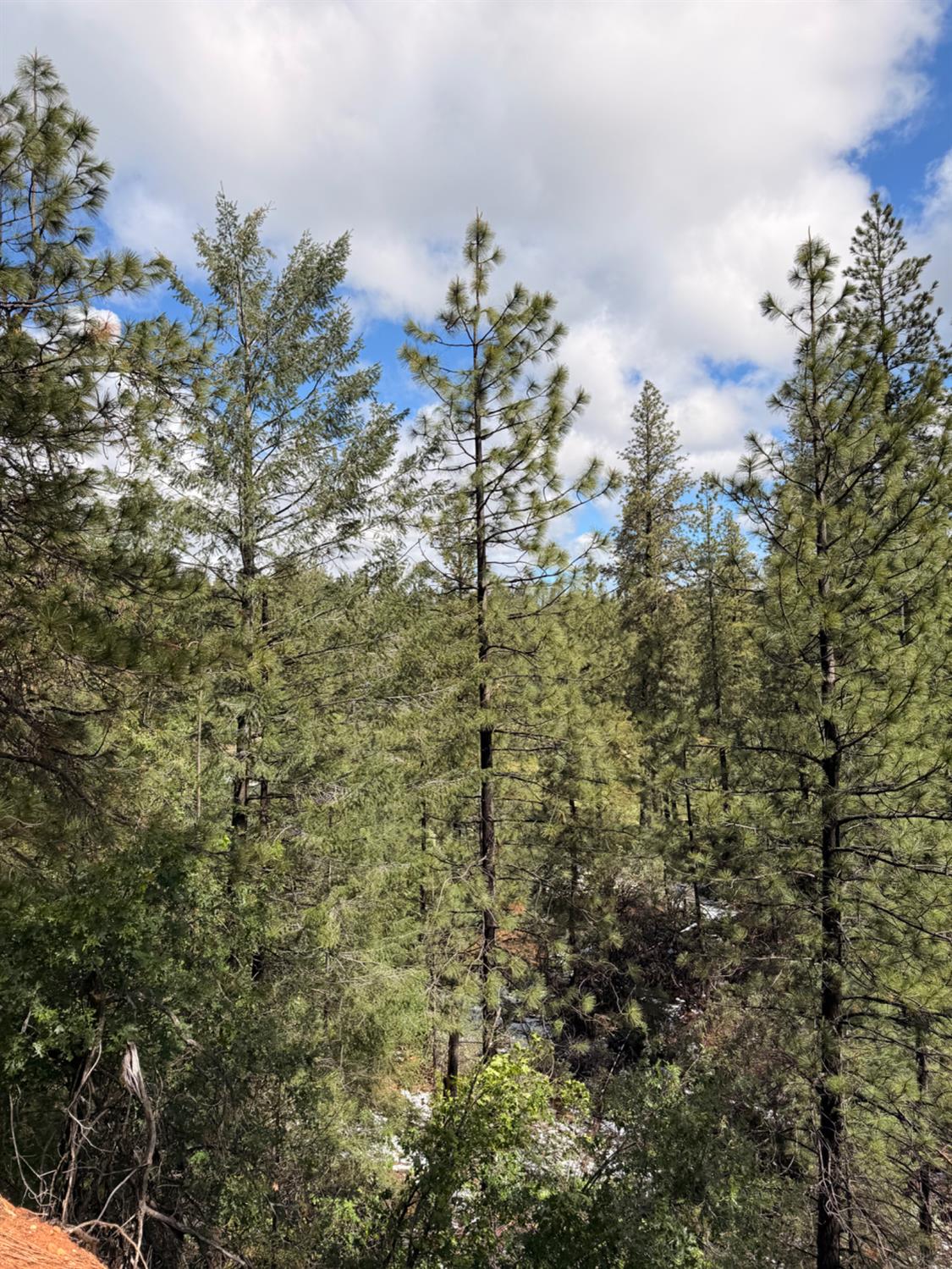 115 Main Street Gold Run, CA 95717 - Photo 11 of 73