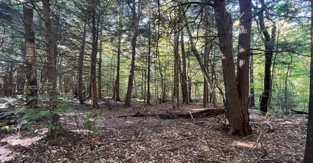 0 Gentian Hollow Road Becket, MA 01223 - Photo 4 of 4 a view of outdoor space with lots of trees
