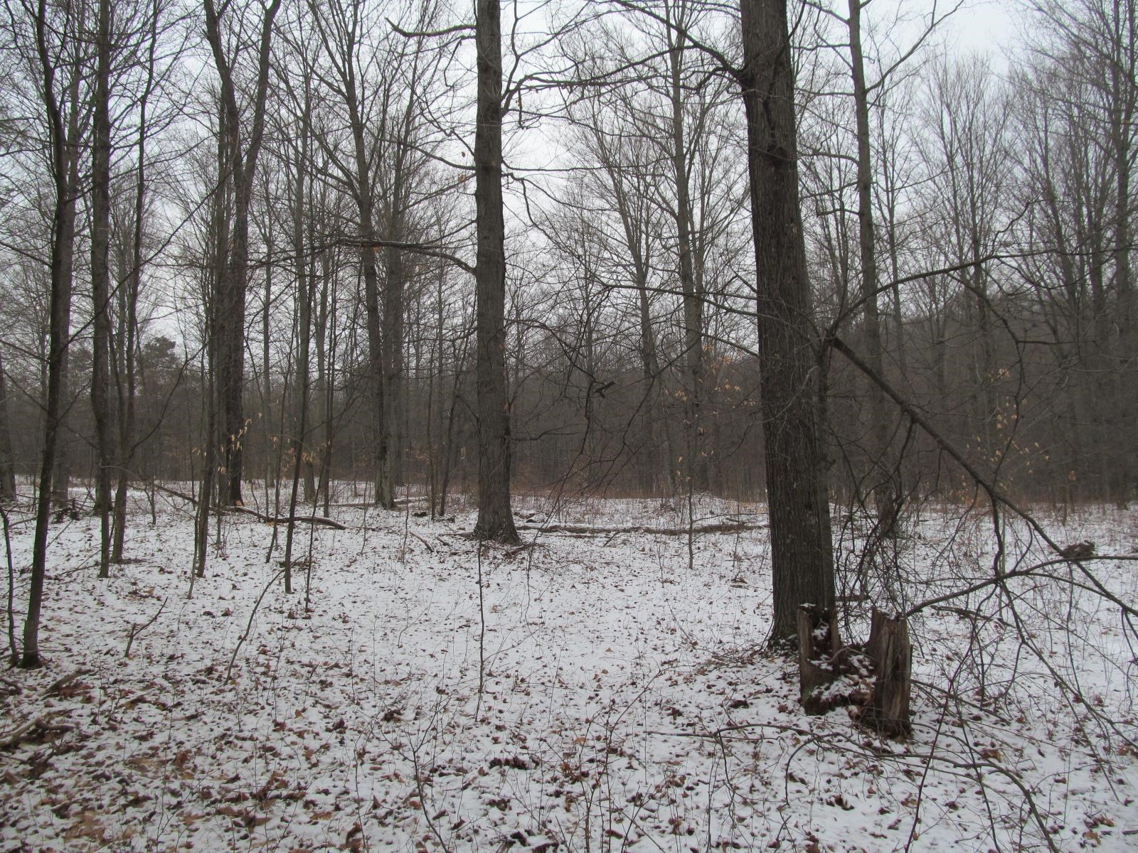 10-acres North 23 Road Mesick, MI 49668 - Photo 10 of 18