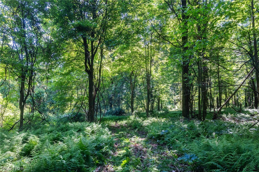 Ridge Road Minerva, OH 44657 - Photo 10 of 49