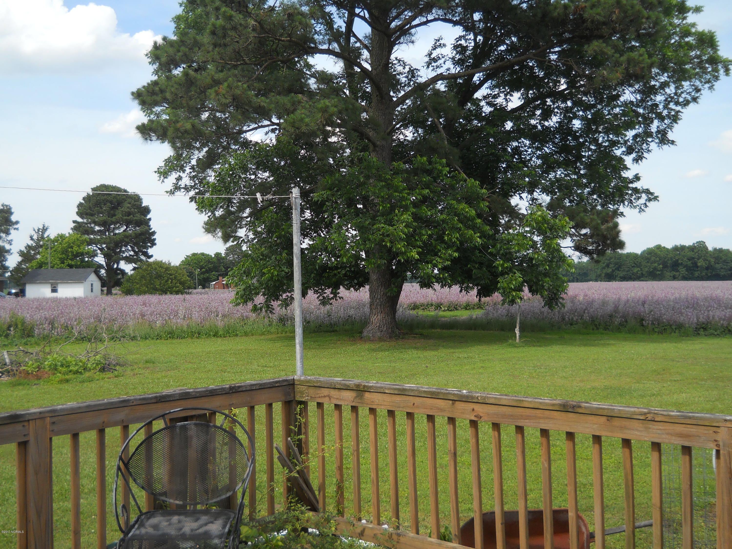 837 Perrytown Road Colerain, NC 27924 - Photo 4 of 31 004 Backyard pecan tree