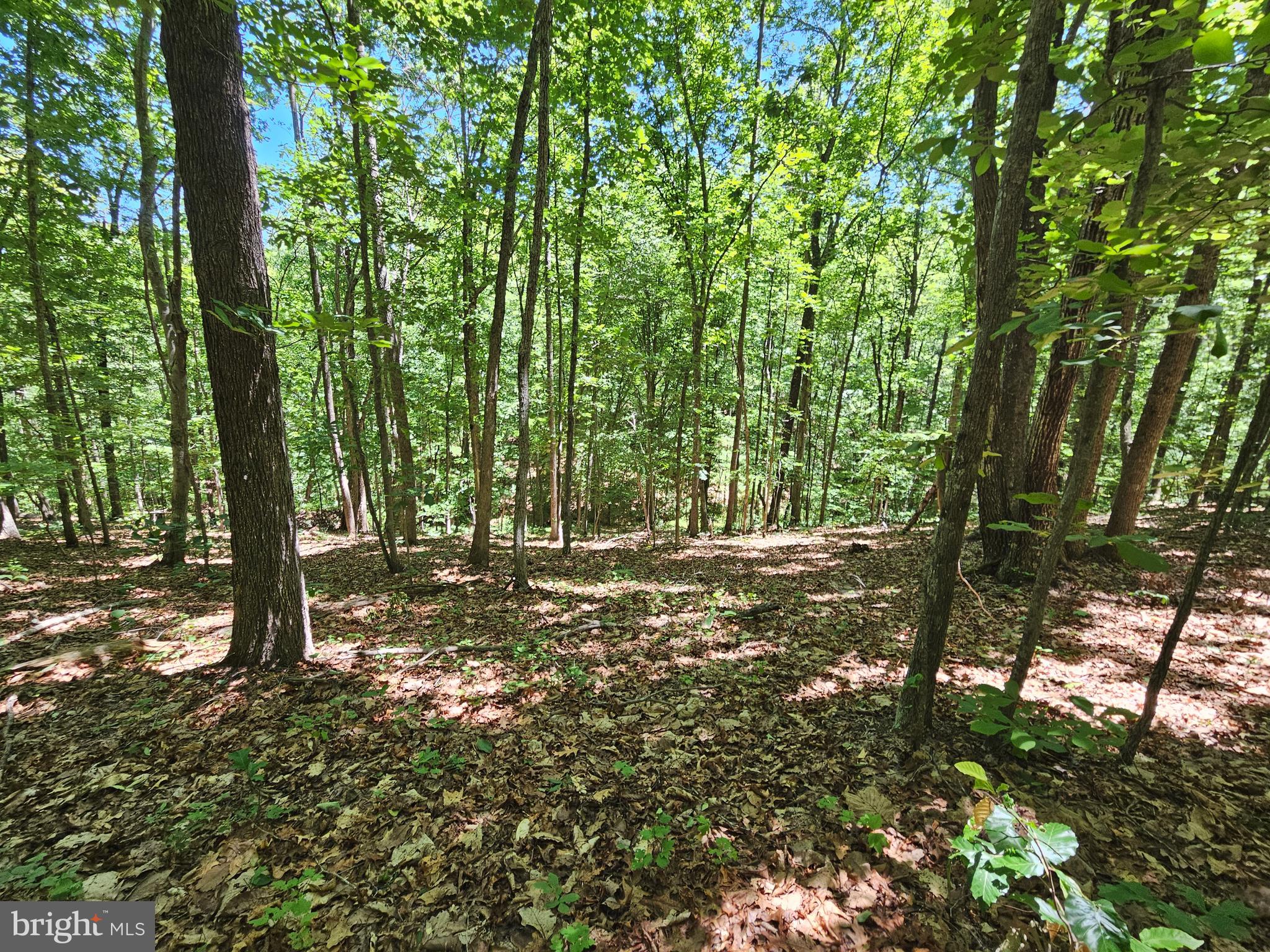 15-ac Manteo Road Buckingham, VA 23921 - Photo 14 of 18