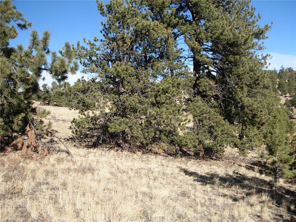 32 Sequoia Road Hartsel, CO 80449 - Photo 22 of 25 a view of tree