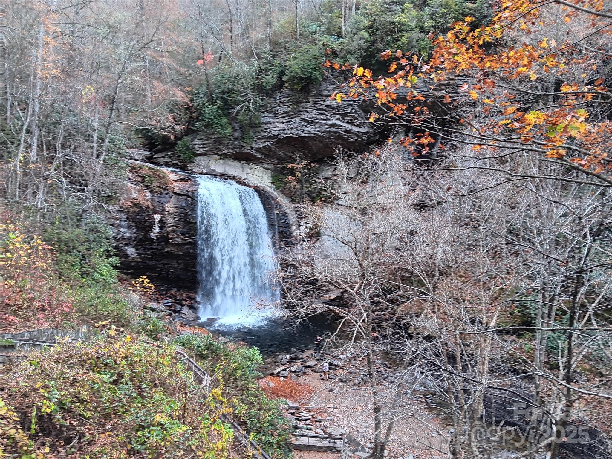7 Maple Drive Brevard, NC 28712 - Photo 31 of 31 a view of a tree in a yard
