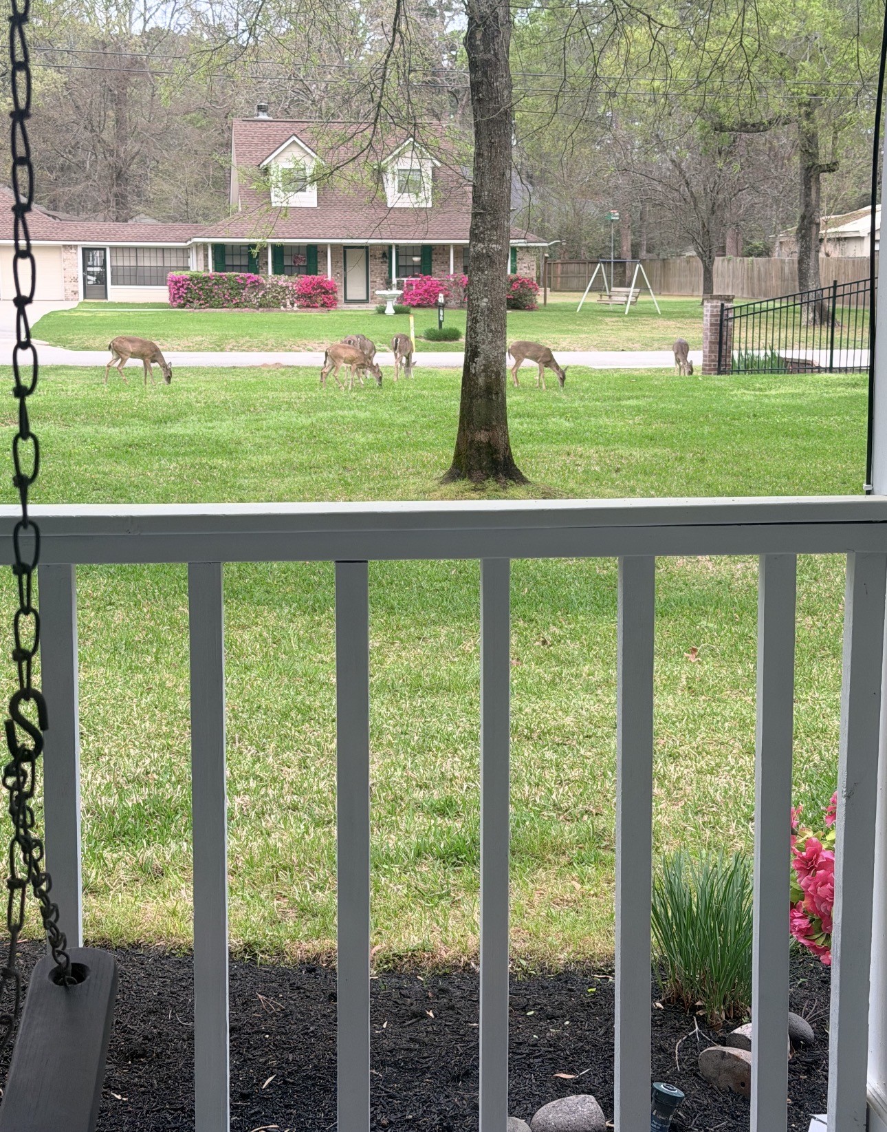 36 Wind River Drive Conroe, TX 77384 - Photo 11 of 45 A serene view from the porch with a swing, overlooking a grassy yard where deer are grazing. It's such a peaceful, nature-filled neighborhood setting.