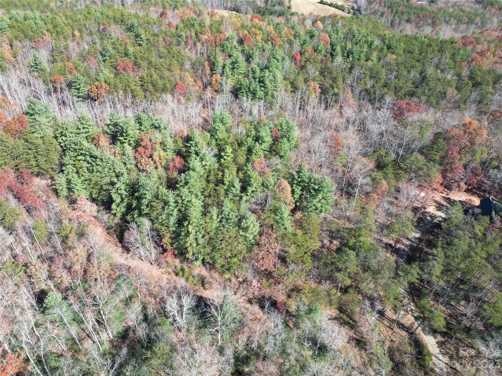 1163 State Rd Mill Spring Mill Spring, NC 28756 - Photo 17 of 31 a view of a forest with a tree