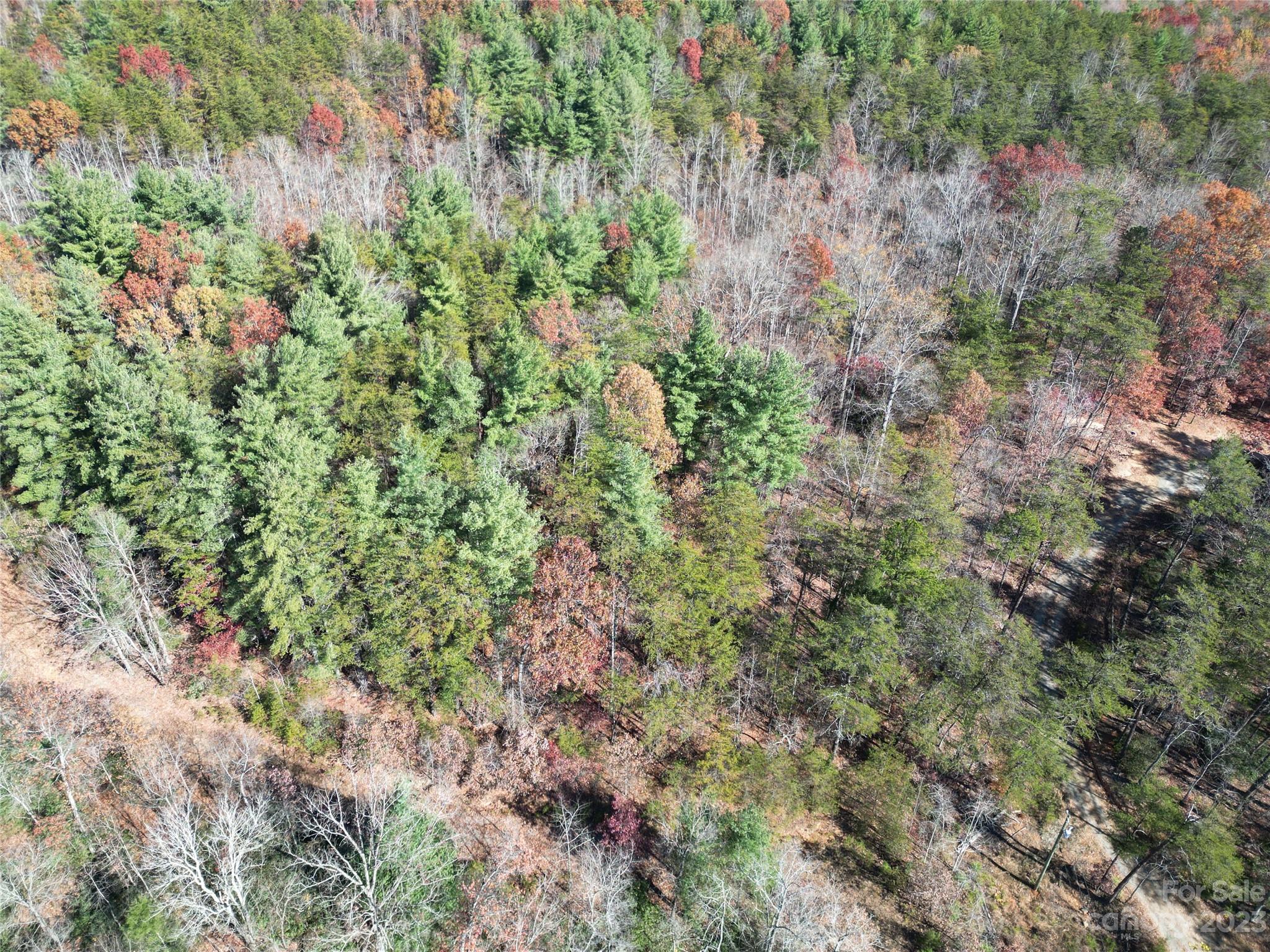 1163 State Rd Mill Spring Mill Spring, NC 28756 - Photo 22 of 31 a view of a forest with a tree