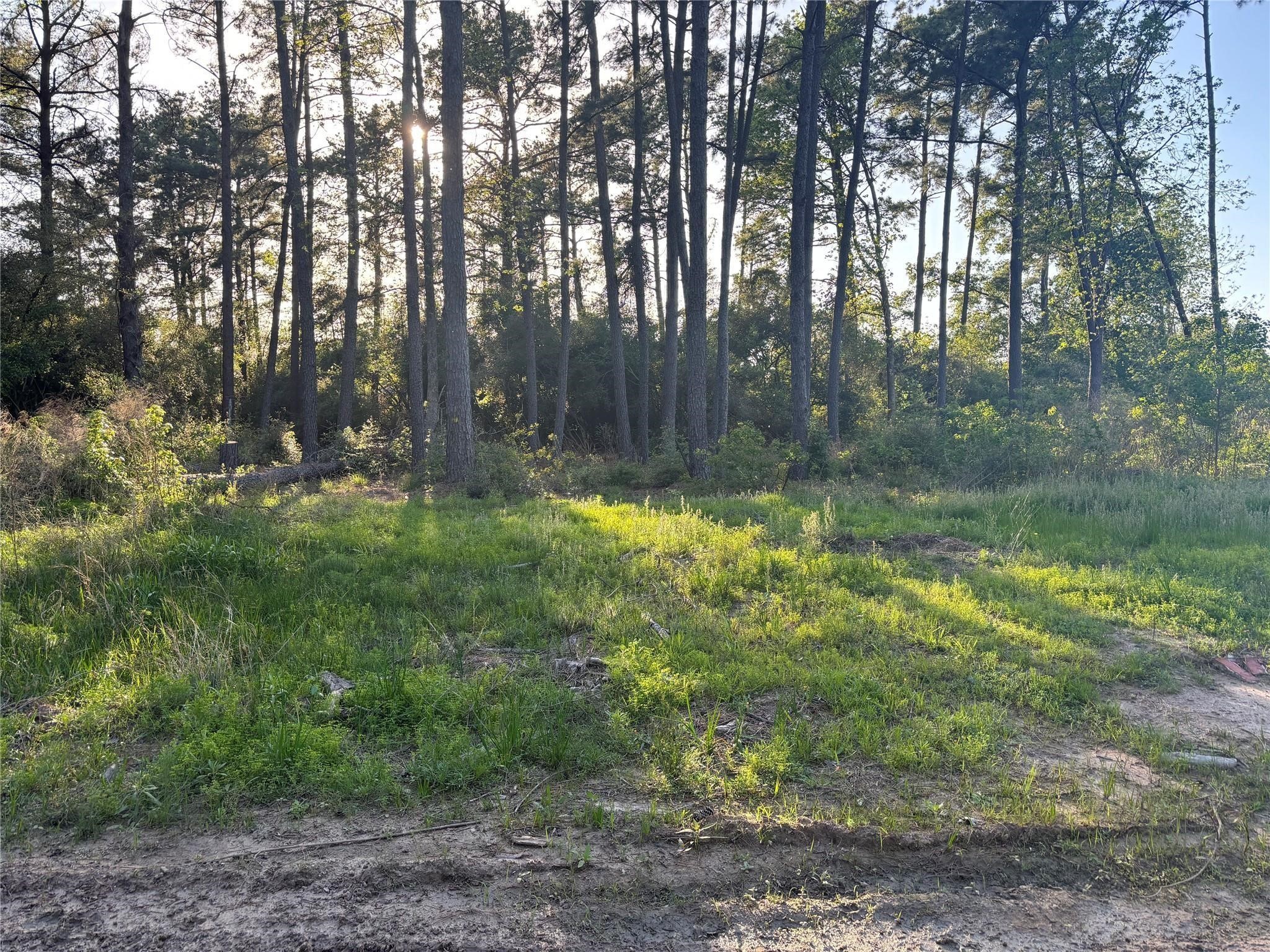 T B D West T B D W Hardy Road Houston, TX 77073 - Photo 1 of 7 a yard with lots of green space and trees