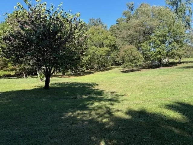 a view of a field with grass and a tree