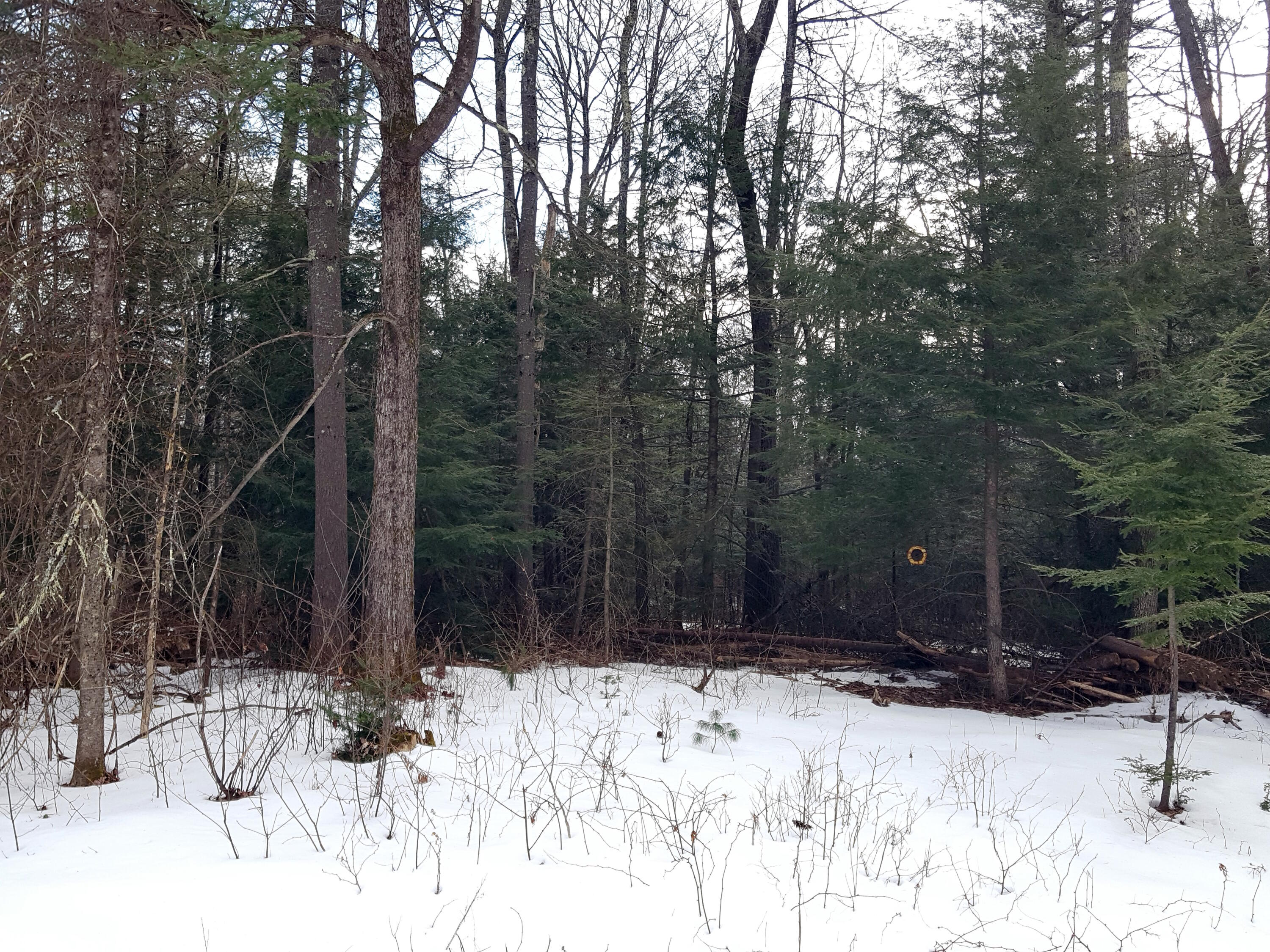 53 Harding Road Gorham, ME 04038 - Photo 38 of 40 Yard