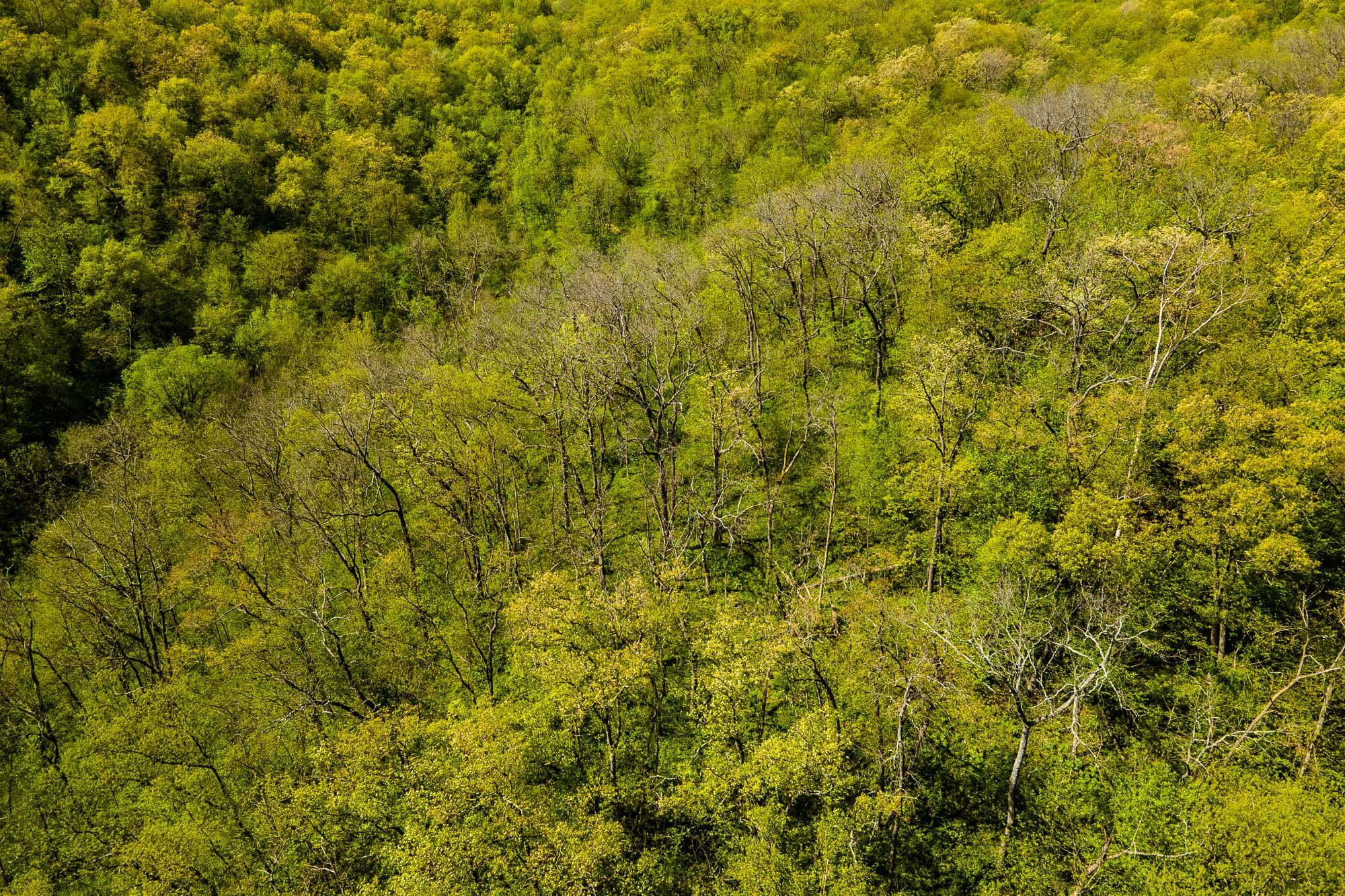 15999 Biba Road Muscoda, WI 53573 - Photo 79 of 103 Grant-County-WI-160-Acres-Land-For-Sale-